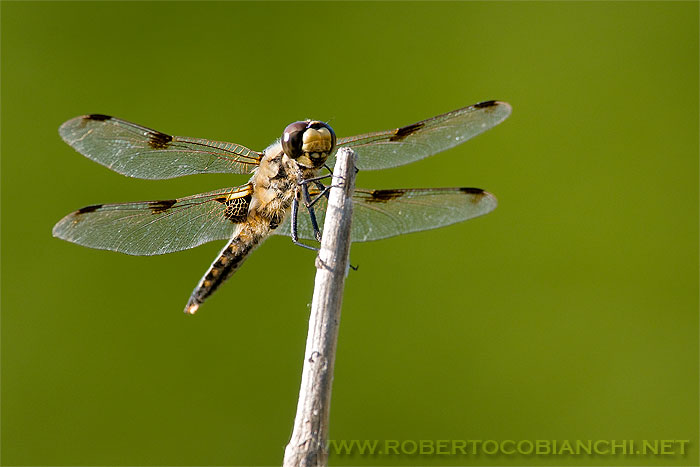 libellula quadrimaculata e ringraziamento ai moderatori